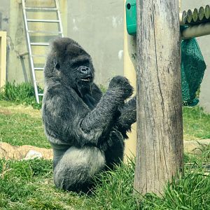 Western Lowland Gorilla