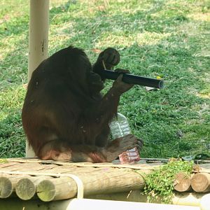Bornean Orangutan