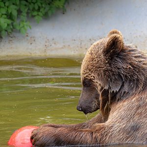 European brown bear : Whipsnade : 16 Jun 2020