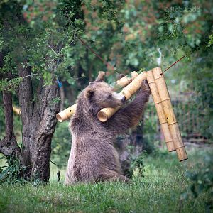 European brown bear : Whipsnade : 16 Jun 2020