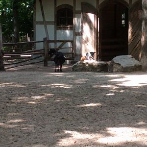 Petting Zoo Enclosure