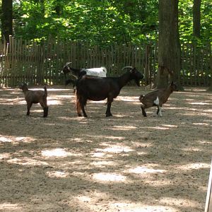 African dwarf Goats