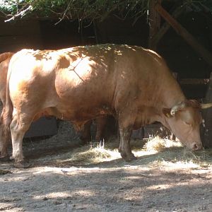 Limburger cattle