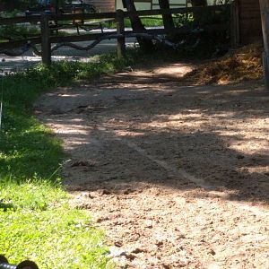 Limburger cattle Enclosure