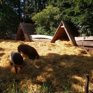 Domestic Pig Enclosure
