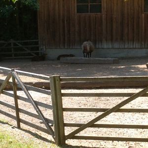 Domestic Sheep Enclosure