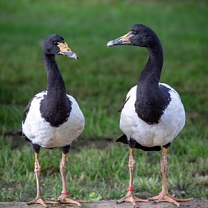 Magpie goose : Hamerton : 15 Jun 2020