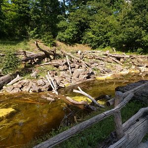 Eurasian beaver Enclosure