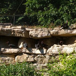 Northern bald ibis flock