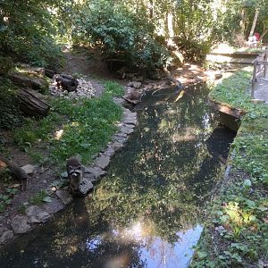North American racoon and Domestic Ferret Enclosure
