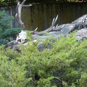 Deer Skull in Arctic fox Enclosure
