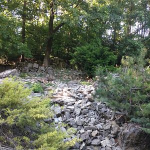 Arctic fox Enclosure