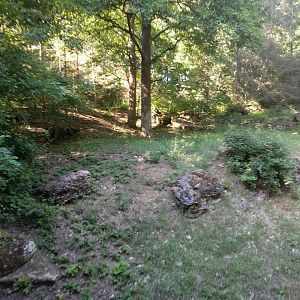 European wild Cat Enclosure