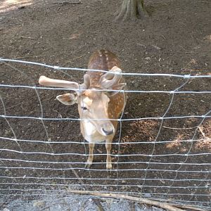 European fallow deer