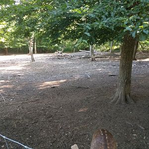 European fallow deer Walk through Enclosure