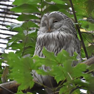 Ural owl