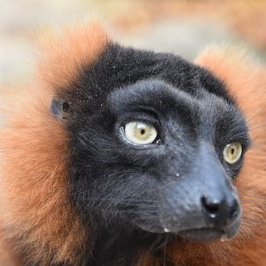 Red ruffed lemur