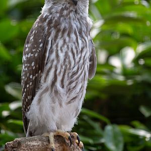 Barking owl (chick) : Hamerton : 15 Jun 2020