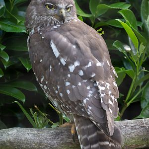 Barking owl : Hamerton : 15 Jun 2020