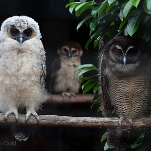 Brown wood owl : Hamerton : 15 Jun 2020