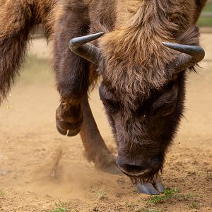 Wisent / European bison : Whipsnade : 16 Jun 2020