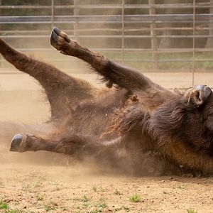 Wisent / European bison : Whipsnade : 16 Jun 2020