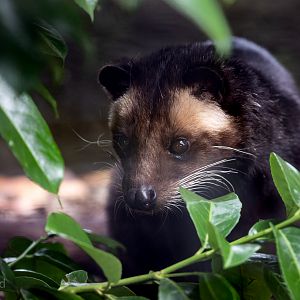 Sumatran white-bearded civet : Hamerton : 15 Jun 2020