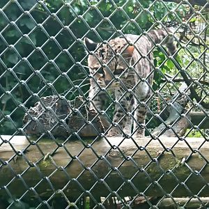 Margay 18/6/20