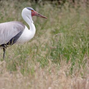 Wattled crane : Whipsnade : 16 Jun 2020