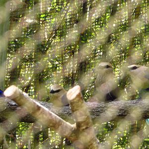 Blue-Bellied Roller Family