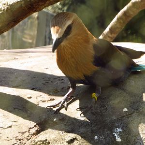 Blue-Bellied Roller