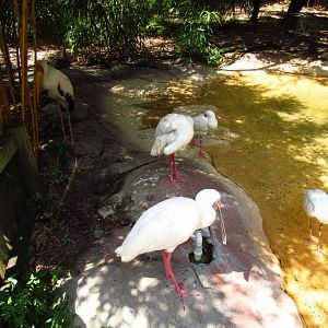 African Spoonbills & Yellow-Billed Stork
