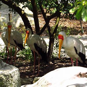 Yellow-Billed Storks