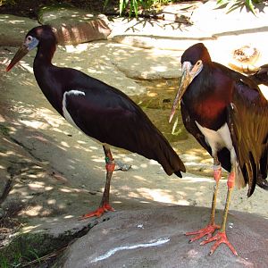Abdim's Storks