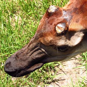 Okapi Kimacho Missing Ossicones