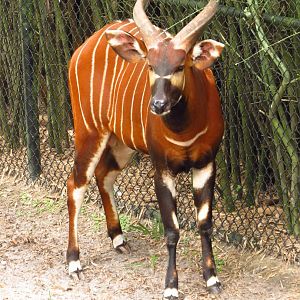 New Bongo Bull