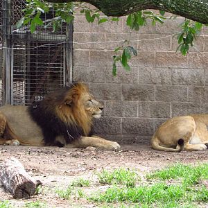 Lions