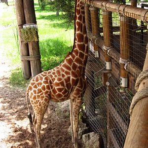 Reticulated Giraffe