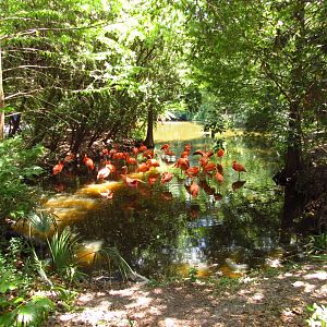 American Flamingo Exhibit