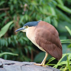 Wild Nankeen Night Heron (Nycticorax caledonicus)