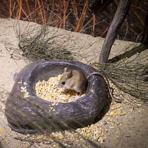 Spinifex Hopping Mouse (Notomys alexis)