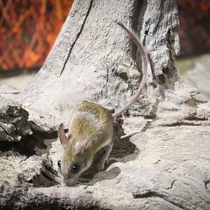 Spinifex Hopping Mouse (Notomys alexis)