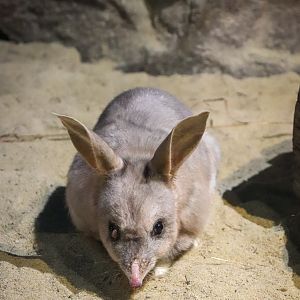 Bilby (Macrotis lagotis)