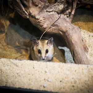 Fat-tailed Dunnart (Sminthopsis crassicaudata)