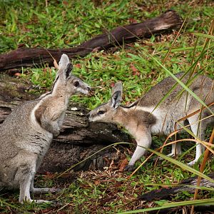 Bridled Nailtail Wallabies (Onychogalea fraenata)