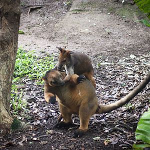 Tree Kangaroo vs. Pademelon