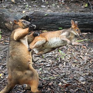 Tree Kangaroo vs. Pademelon