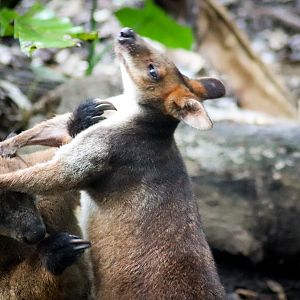 Tree Kangaroo vs. Pademelon