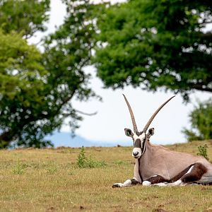 Gemsbok : Whipsnade : 16 Jun 2020