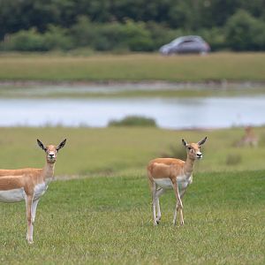 Blackbuck : Whipsnade : 16 Jun 2020